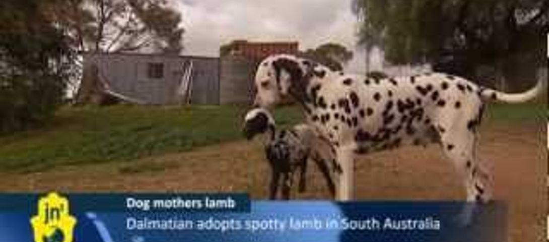 dalmatian sheep