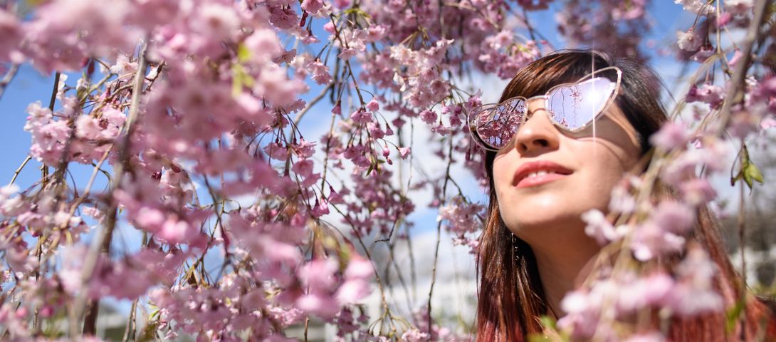 A fight for sunlight at the Brooklyn Botanic Garden – The Forward - Vimarsana News