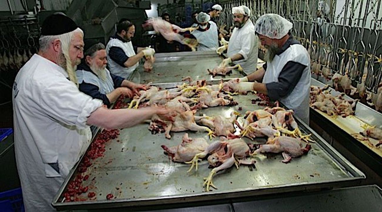 Kosher Chicken Shortage Hits London The Forward
