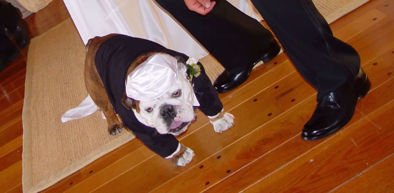 Celebrity Dogs Who Should Have Bar Mitzvahs Kippah kippa trump wearing jta support tells wearer its man really presidential republican contender illustrative reads donald jewish