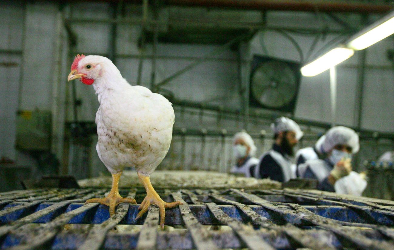 How a kosher poultry shortage is endangering Passover