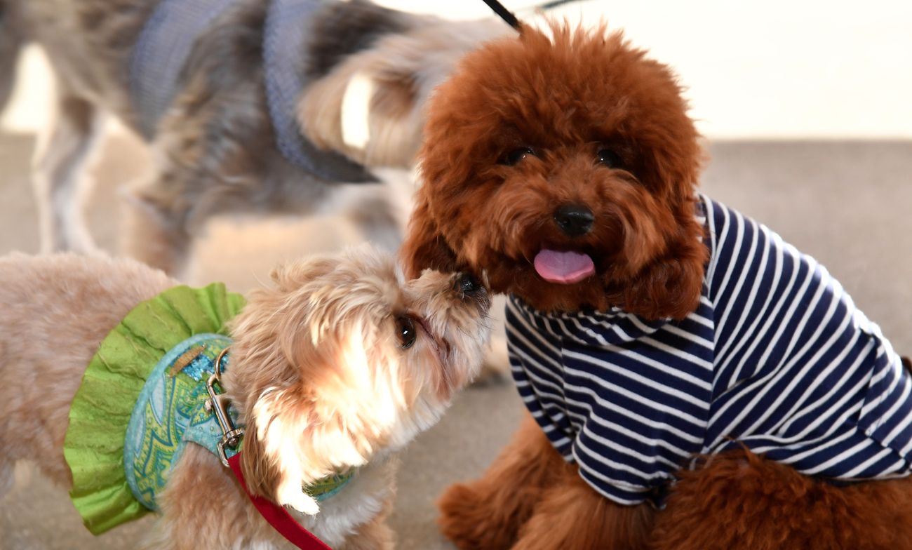 Most Popular Jewish Dog Names