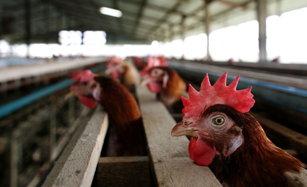 The Moral Future of Kosher Meat – The Forward