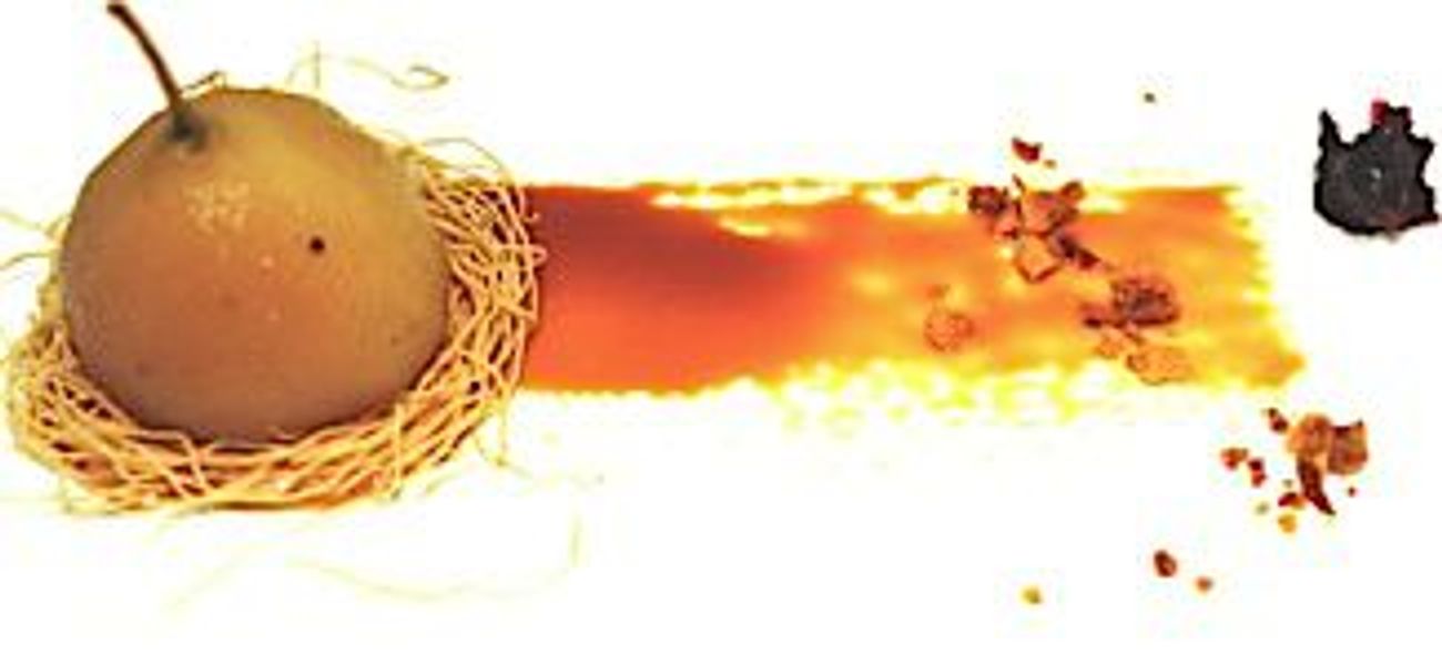 Kosher Pop Up Is Manna From Heaven The Forward