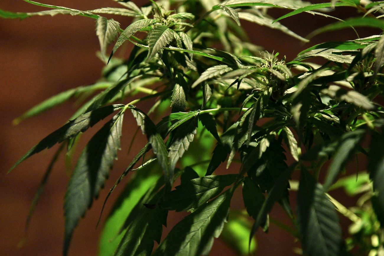 Israel Is Cornering The Medical Marijuana Market by the Forward