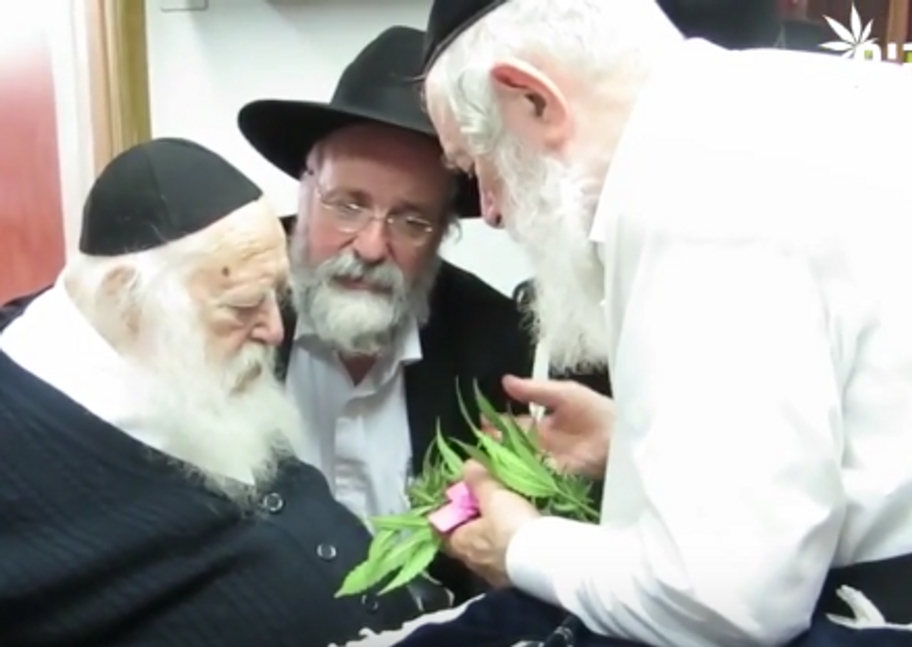 WATCH UltraOrthodox Rabbis Bless KosherforPassover Marijuana The Forward