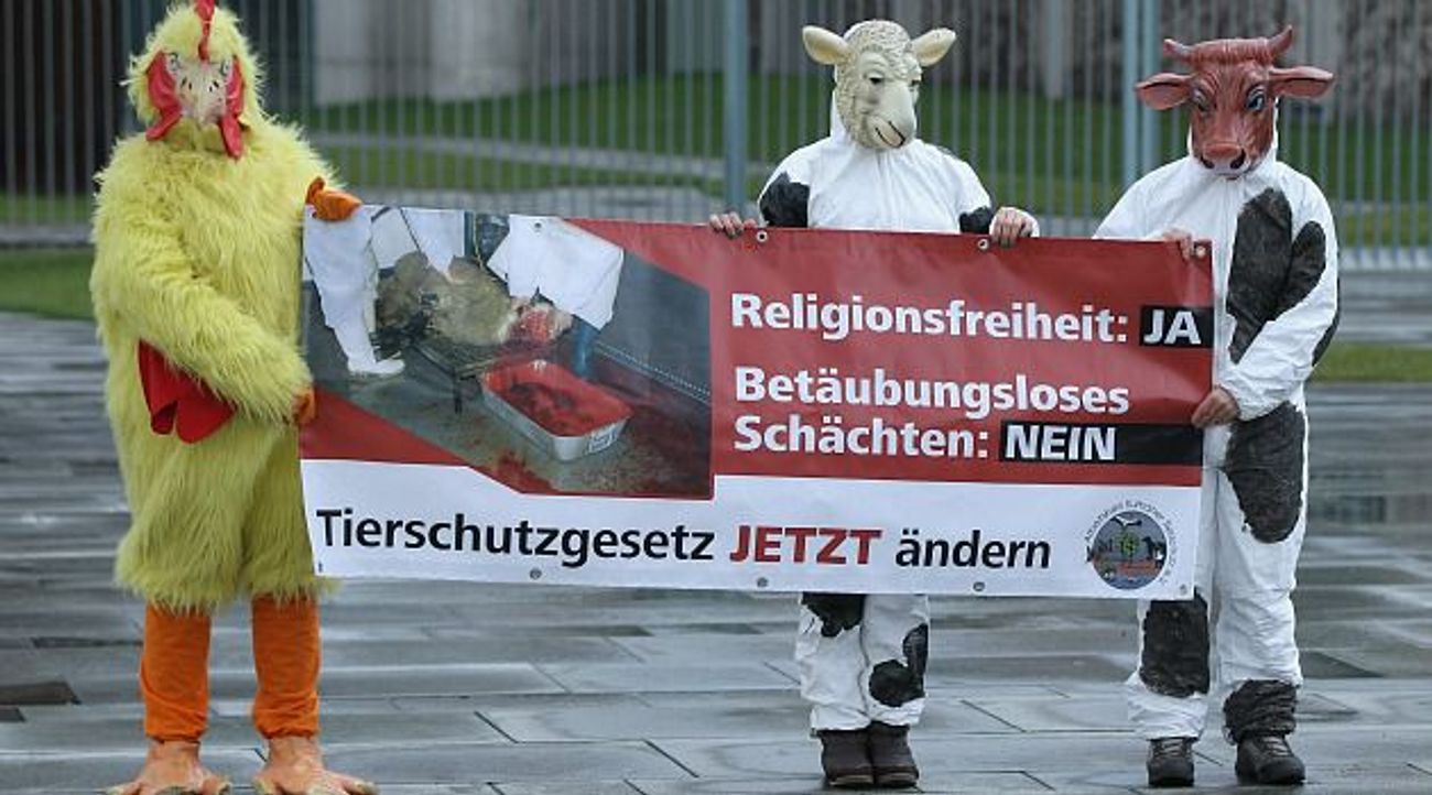 Kosher Slaughter Under Polish Court Microscope The Forward