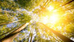 Eucalyptus grove by the Forward
			