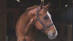 The FDA has warned Americans against taking Ivermectin, a drug usually used on horses, as a treatment or prevention for Covid-19. by the Forward
			