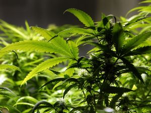 Cannabis residue discovered on ancient Israelite altar by the Forward