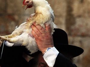 Chabad House Wins Case Over Controversial Kapparot Rite by the Forward