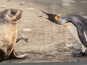 Photograph by Jad Davenport by the Forward 