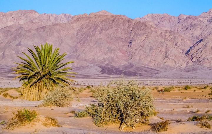 The Arava desert in Israel near Eilat. by the Forward 