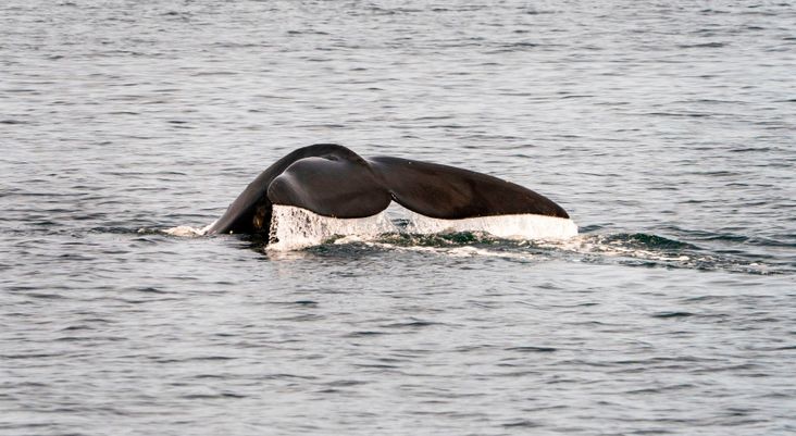 A whale tail