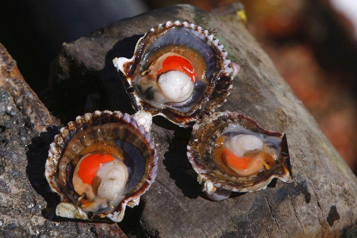 Scallops