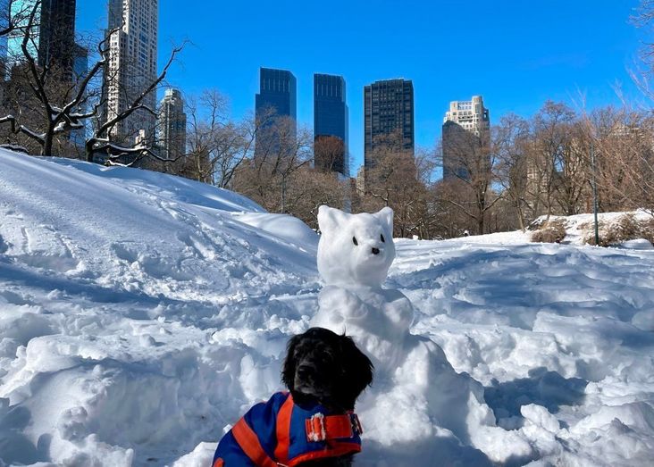 A dog and snow dog in Central Park.