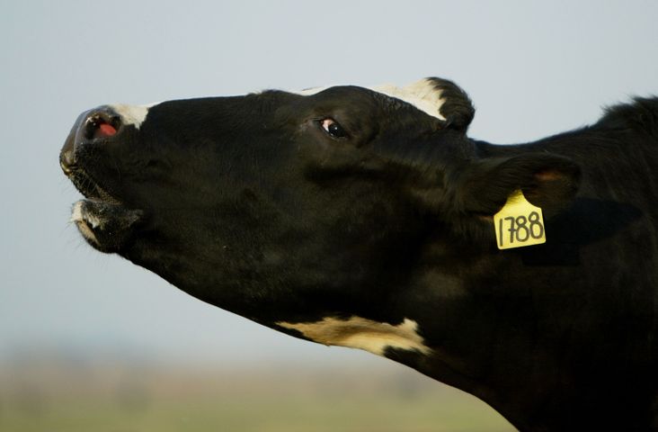 A Holstein cow mooing