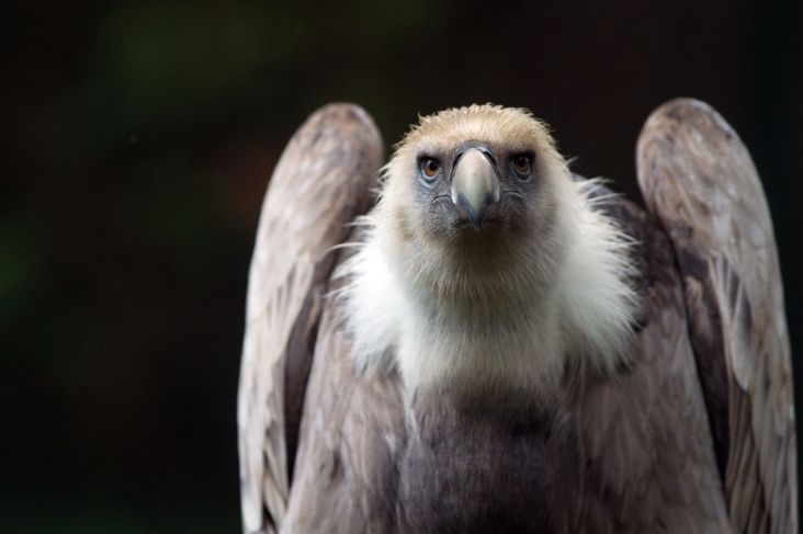 Griffon vulture